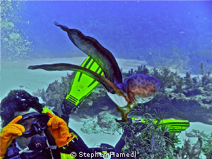 We discovered a rare blanket octopus on Molasses Reef in ... by Stephen Hamedl 